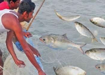 আজ মধ্যরাত থেকে উঠছে ইলিশ ধরার নিষেধাজ্ঞা