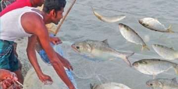 আজ মধ্যরাত থেকে উঠছে ইলিশ ধরার নিষেধাজ্ঞা