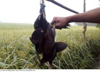 বেপরোয়া পাখি শিকারিরা