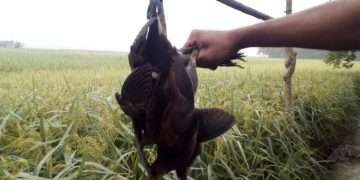 বেপরোয়া পাখি শিকারিরা