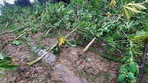 ১৫ জেলায় আমন, সবজি ও রবি ফসলের ব্যাপক ক্ষতি