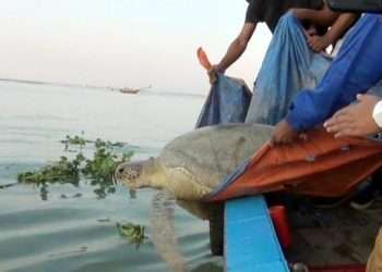 মেঘনায় ২০০ বছর বয়সী ৭১ কেজি ওজনের কাছিম