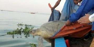 মেঘনায় ২০০ বছর বয়সী ৭১ কেজি ওজনের কাছিম