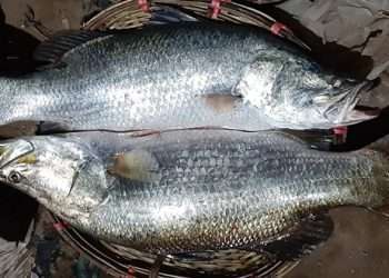 কোরাল মাছের পোনা উৎপাদনে মৎস্য বিজ্ঞানীদের সাফল্য