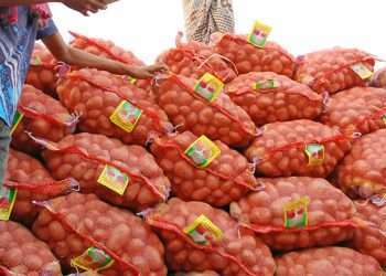 কমেছে আলুর দাম আমদানির খবরে