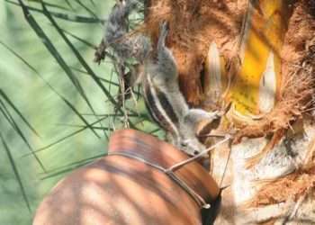 রসের হাঁড়ি ও কাঠবিড়ালি