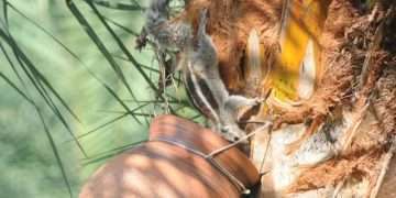 রসের হাঁড়ি ও কাঠবিড়ালি