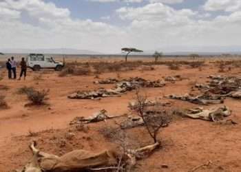 ইথিওপিয়ায় অনাহারে অর্ধশতাধিক মানুষের মৃত্যু