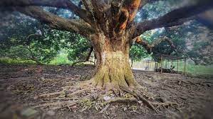 বাঘায় রাতের আঁধারে শতবর্ষী আম গাছ কর্তন 