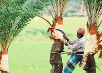 শতকোটি টাকার খেজুরগুড়