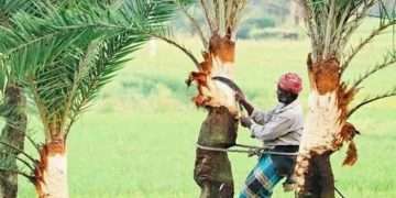 শতকোটি টাকার খেজুরগুড়