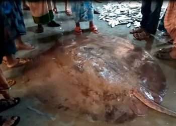 আট মণ ওজনের শাপলাপাতা মাছ