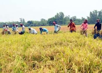 কৃষকরা ঘাম ঝরানো স্বপ্নের ফসল কাটতে ব্যস্ত কৃষাণ-কৃষাণী