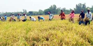 কৃষকরা ঘাম ঝরানো স্বপ্নের ফসল কাটতে ব্যস্ত কৃষাণ-কৃষাণী