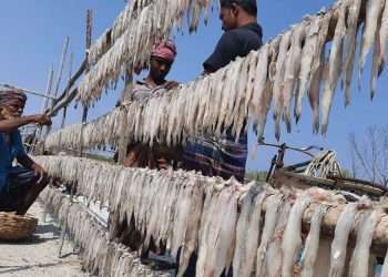 দুবলার চরে শুঁটকি মৌসুম শুরু