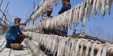 দুবলার চরে শুঁটকি মৌসুম শুরু