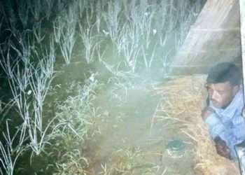 চুরির আশঙ্কায় রাত জেগে পেঁয়াজের জমি পাহারা