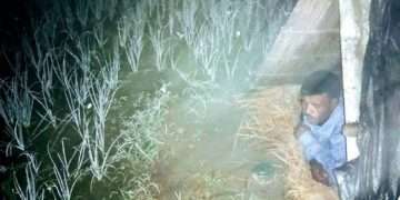 চুরির আশঙ্কায় রাত জেগে পেঁয়াজের জমি পাহারা