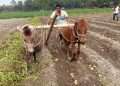 চিরিরবন্দরে ঘোড়া দিয়ে হালচাষ