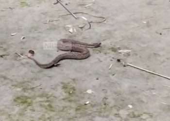 এবার রাসেল ভাইপারের দেখা মিলেছে সুবর্ণচরে