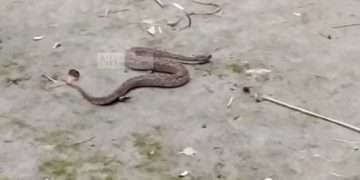 এবার রাসেল ভাইপারের দেখা মিলেছে সুবর্ণচরে