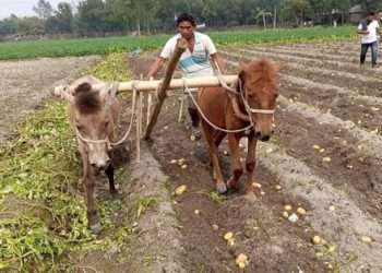 চিরিরবন্দরে ঘোড়া দিয়ে হালচাষ