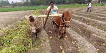 চিরিরবন্দরে ঘোড়া দিয়ে হালচাষ