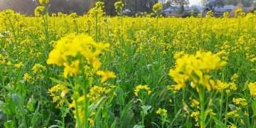 সরিষার বাম্পার ফলনের প্রত্যাশা