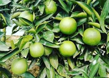 পাহাড়ী মাল্টা চাষে স্বাবলম্বী