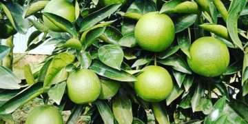 পাহাড়ী মাল্টা চাষে স্বাবলম্বী