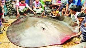 লাখ টাকায় বিক্রি হলো ১২টি শাপলা পাতা মাছ