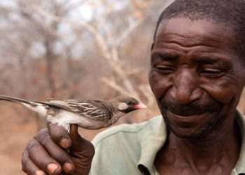 শিস দিলেই মৌচাক দেখায় পাখি