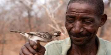 শিস দিলেই মৌচাক দেখায় পাখি