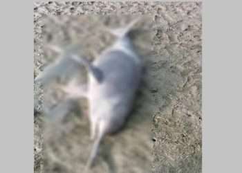 সুন্দরবন থেকে খালে ভেসে এলো মৃত ডলফিন