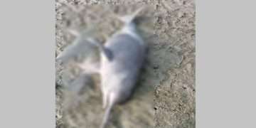 সুন্দরবন থেকে খালে ভেসে এলো মৃত ডলফিন