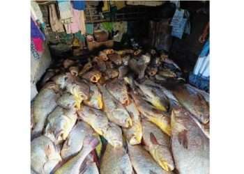 জেলের জালে ১৫৯ কালো পোয়া মাছ