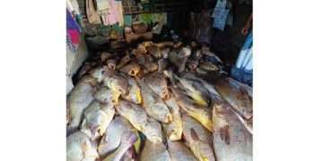 জেলের জালে ১৫৯ কালো পোয়া মাছ