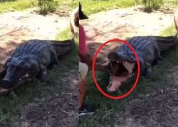 কুমিরের পেট থেকে বের হলো জ্যান্ত মানুষ