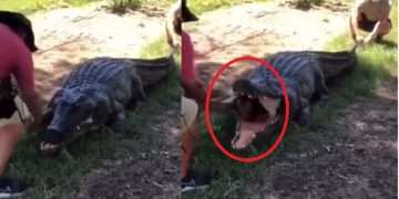 কুমিরের পেট থেকে বের হলো জ্যান্ত মানুষ