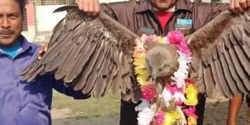 নির্বাচনী প্রচারে জীবন্ত ঈগল!