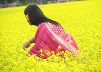 চলনবিলের মাঠে হলুদ সরিষা ফুলের সমারোহ