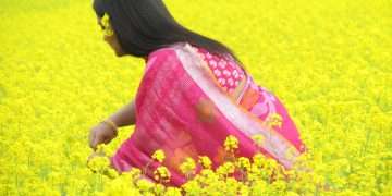 চলনবিলের মাঠে হলুদ সরিষা ফুলের সমারোহ