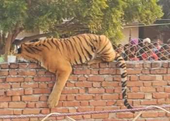 বাড়ির পাঁচিলে বাঘ ঘুমাচ্ছে