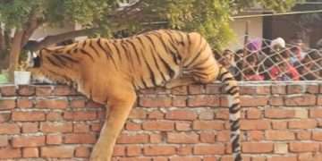 বাড়ির পাঁচিলে বাঘ ঘুমাচ্ছে