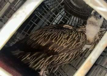 ঈগল ভেবে জীবন্ত শকুন নিয়ে নির্বাচনী প্রচারণা