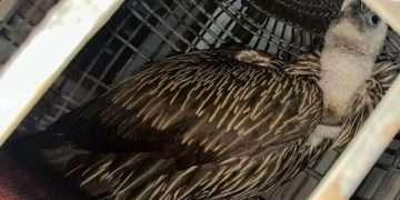 ঈগল ভেবে জীবন্ত শকুন নিয়ে নির্বাচনী প্রচারণা