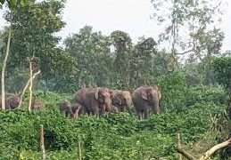 লোকালয়ে ঢুকেছে বন্য হাতির পাল