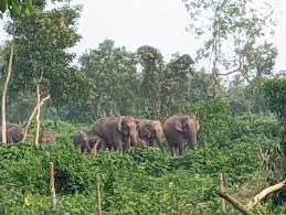 লোকালয়ে ঢুকেছে বন্য হাতির পাল