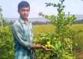 নয়নের মিশ্র ফলের বাগান