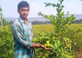 নয়নের মিশ্র ফলের বাগান